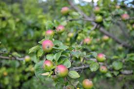 Pruning and grafting fruit trees (February 2026)