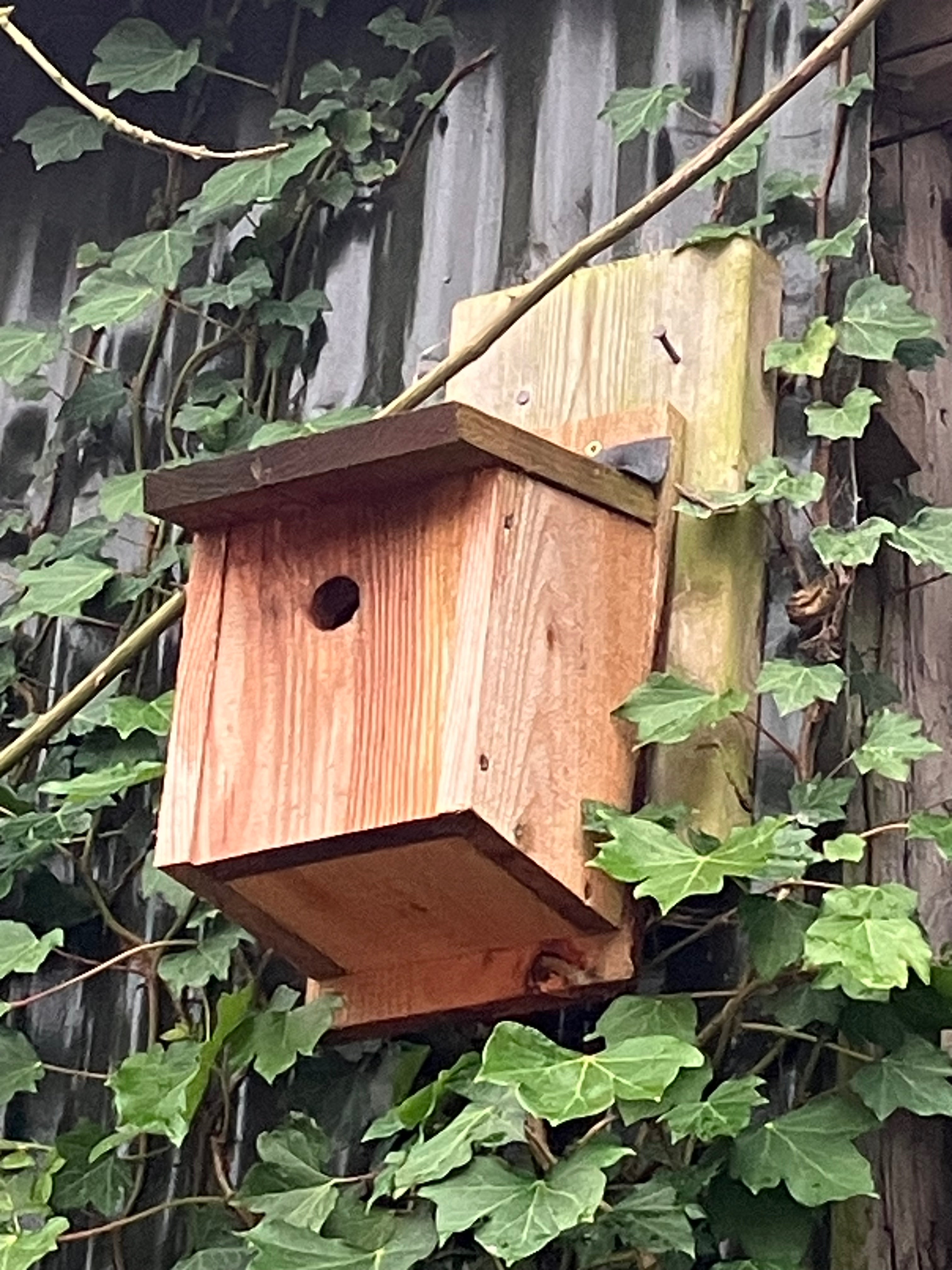 Bird nest boxes (November 2025)