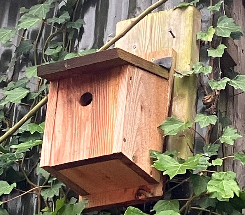 Bird nest boxes (November 2025)