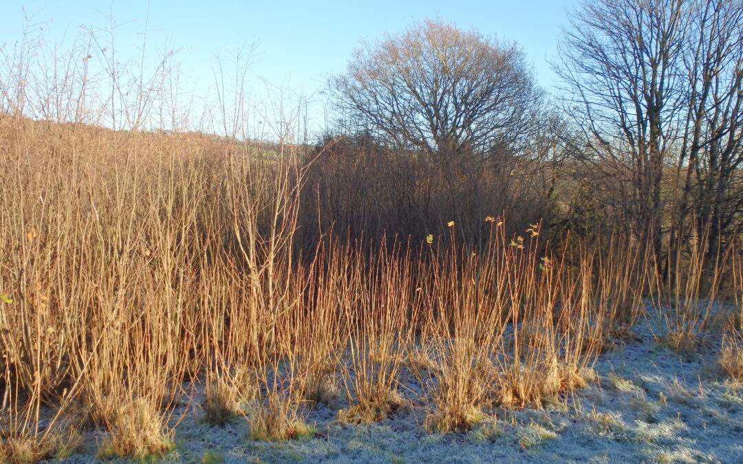 Managing a small woodland (November 2025)