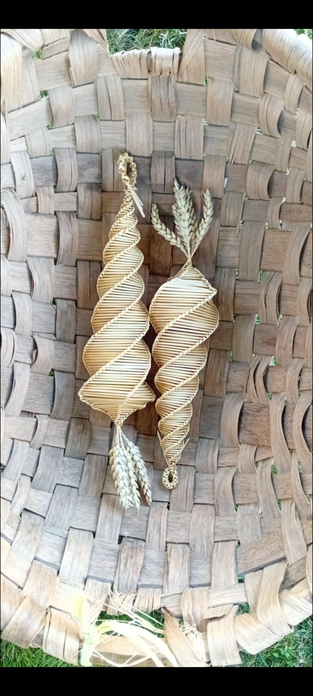 Corn Dollies Improvers (September 2026)